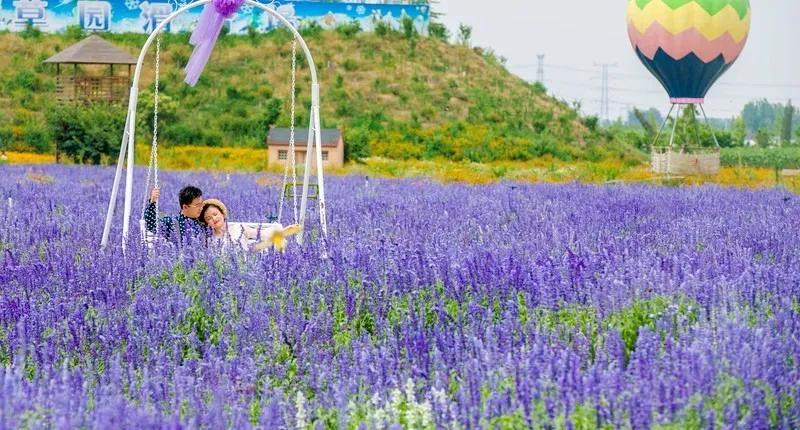 美哭了天津薰衣草花海盛放,美cry