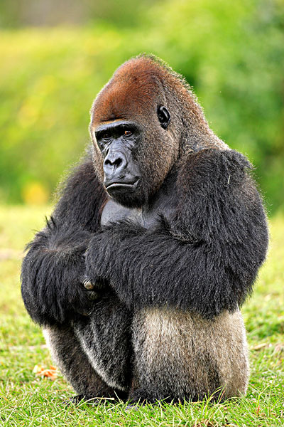 十大恐怖的动物小时候有多可爱,世界上最无所畏惧的动物平头哥