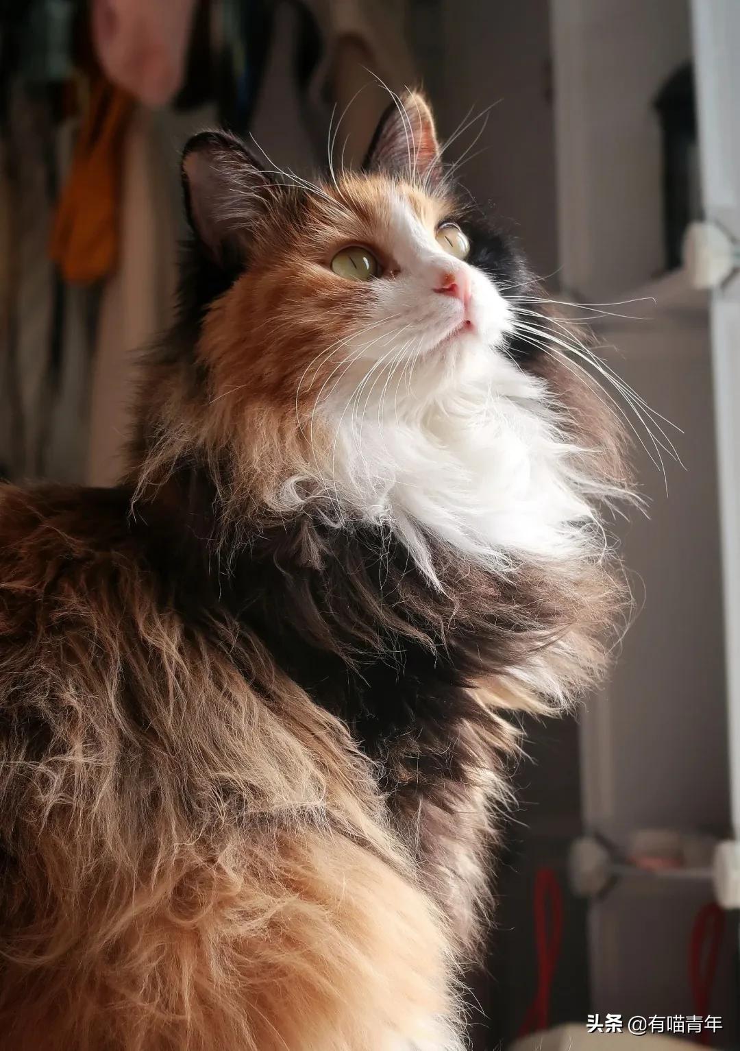 漂亮的三花猫欣赏,最迷人的三花猫