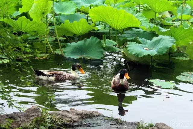 关于立秋的重要事,立秋关于立秋你知道多少