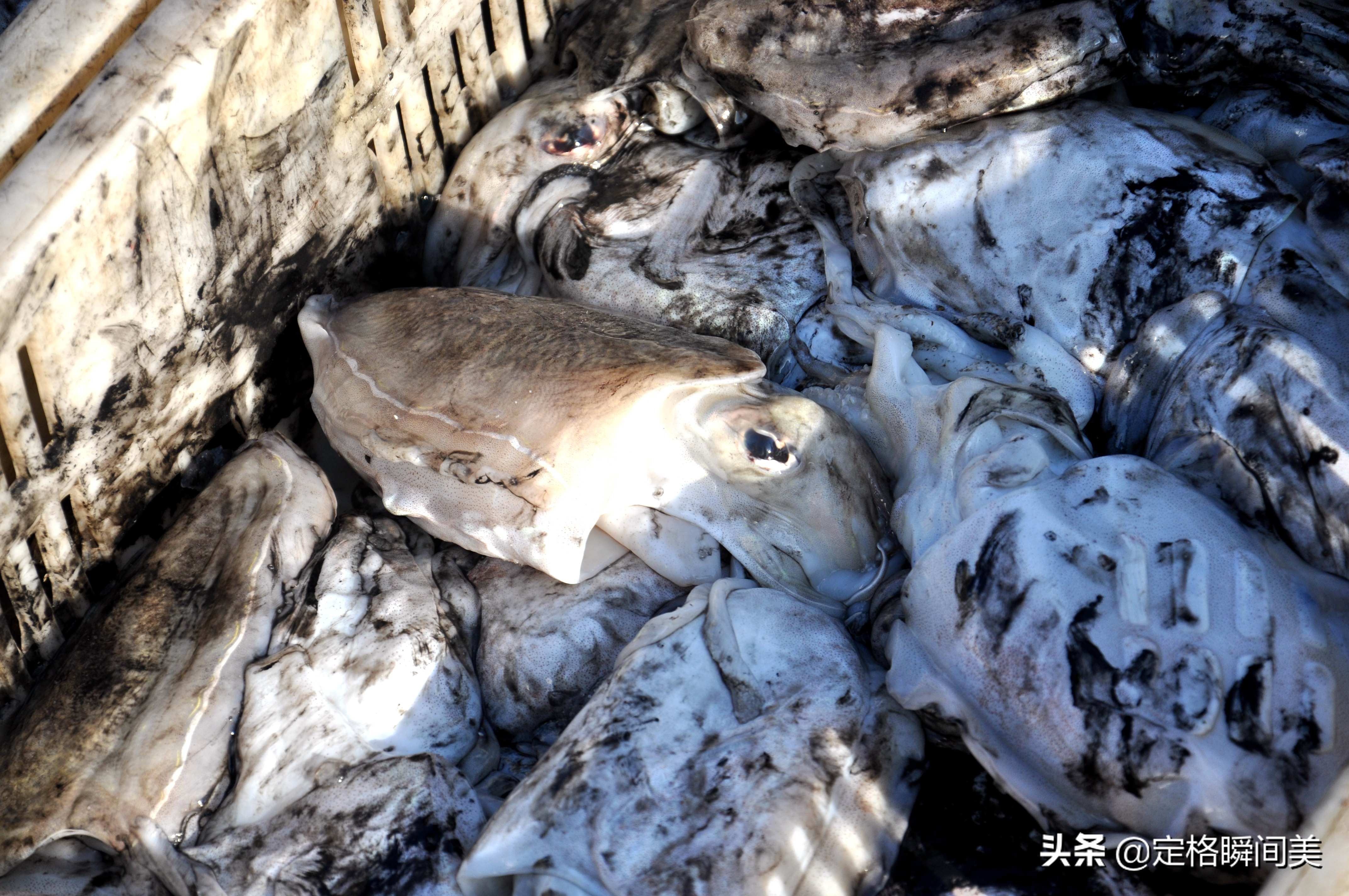 青岛小海鲜,青岛码头小海鲜价格