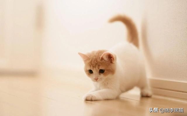 猫咪如何有大眼睛,猫咪为什么有大眼睛和小眼睛