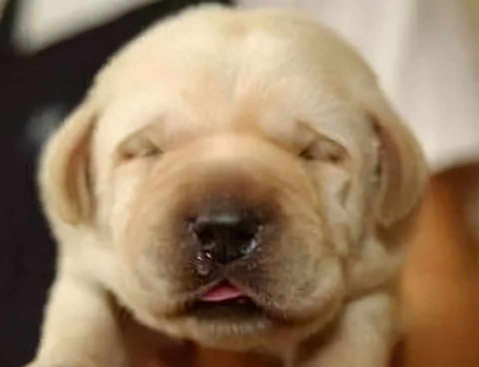 狗狗吐白色粘液是怎么回事,狗狗不吃呕吐白色的泡沫粘液