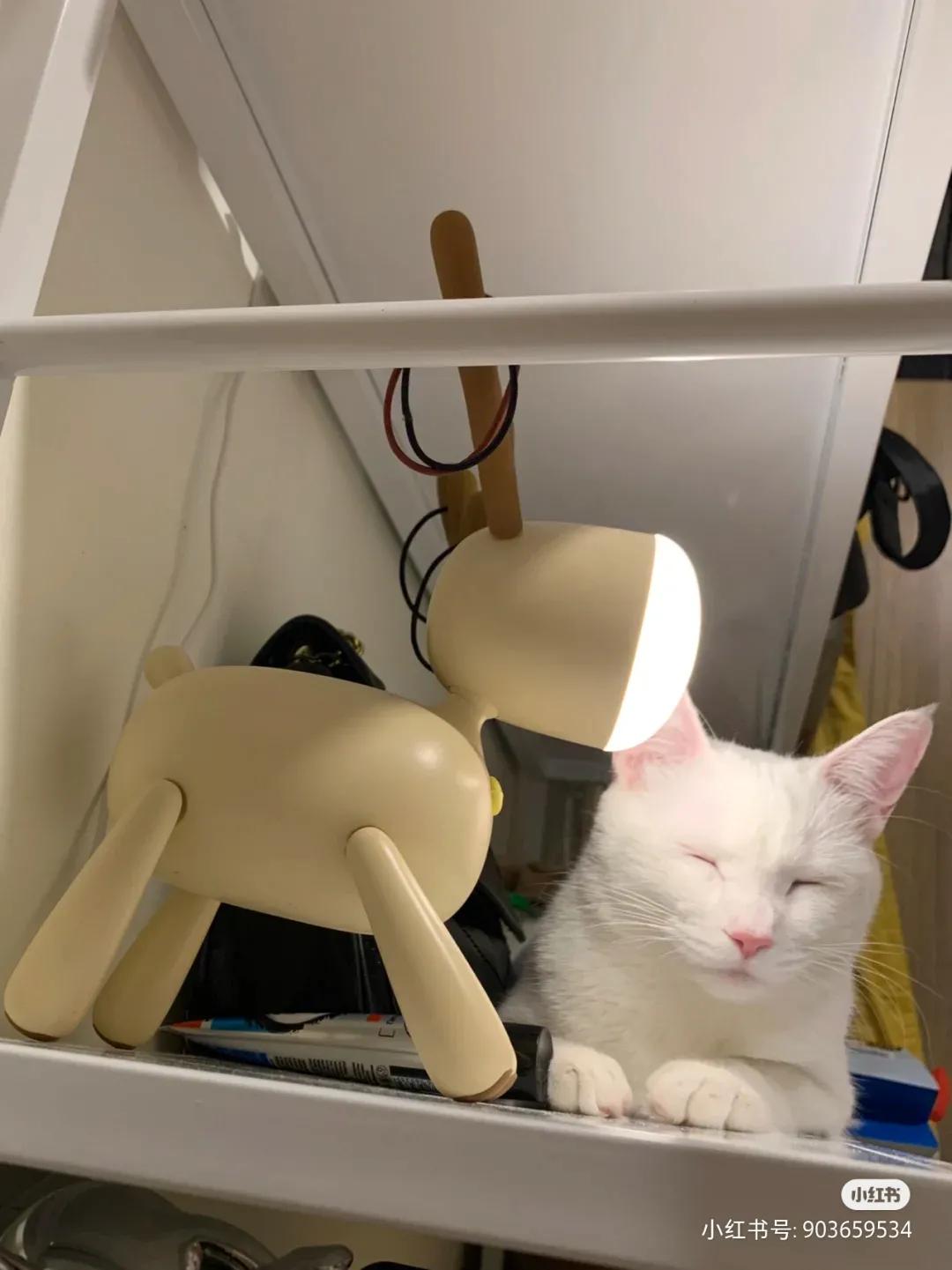 全球罕见足球猫冲上热搜，网友：指定染色！结果......哈哈哈哈