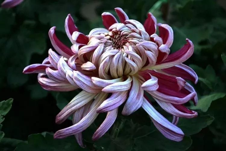 花中四君子菊花国画用笔,花中四君子菊花高清图片