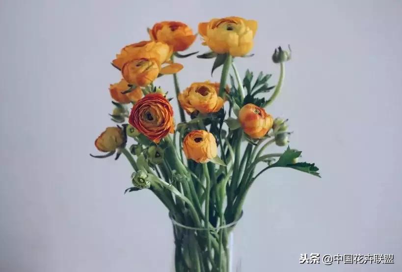 100种鲜花的花语樱花,100种不同花的花语