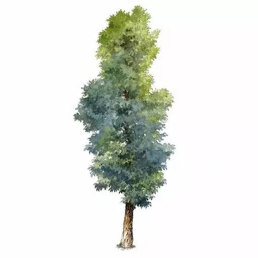 十种不同树叶的画法,五种不同树木的画法简单的