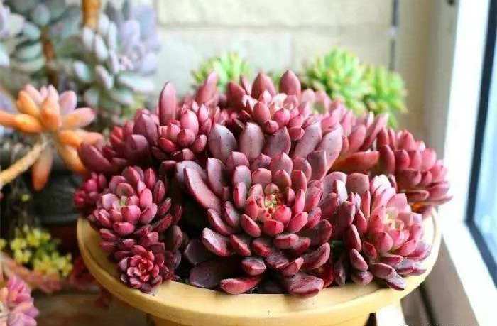 新手养多肉的方法和技巧视频,要想多肉养得又肥又大用什么方法