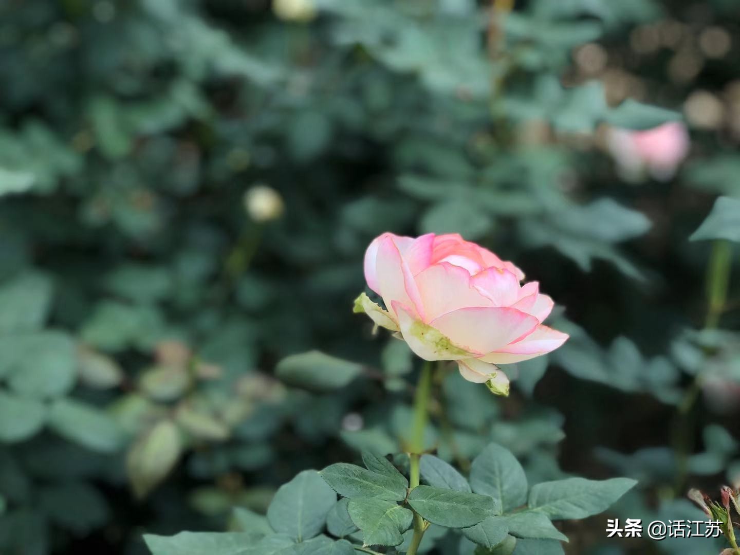 南京赏花的地方有哪里,南京赏花踏青