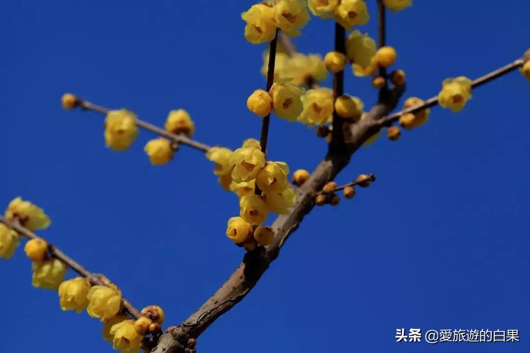 腊梅花开放视频,成都看腊梅的地方