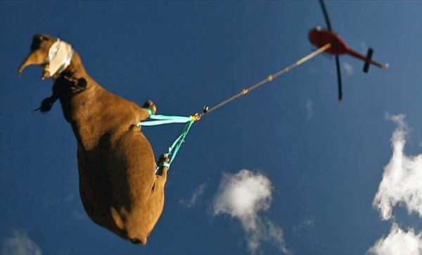 普通蛇遇到眼镜王蛇为何不逃走,哪些蛇最怕眼镜王蛇