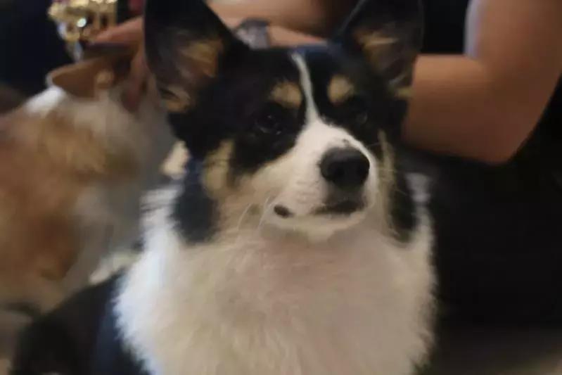 马克深圳最秀狗咖