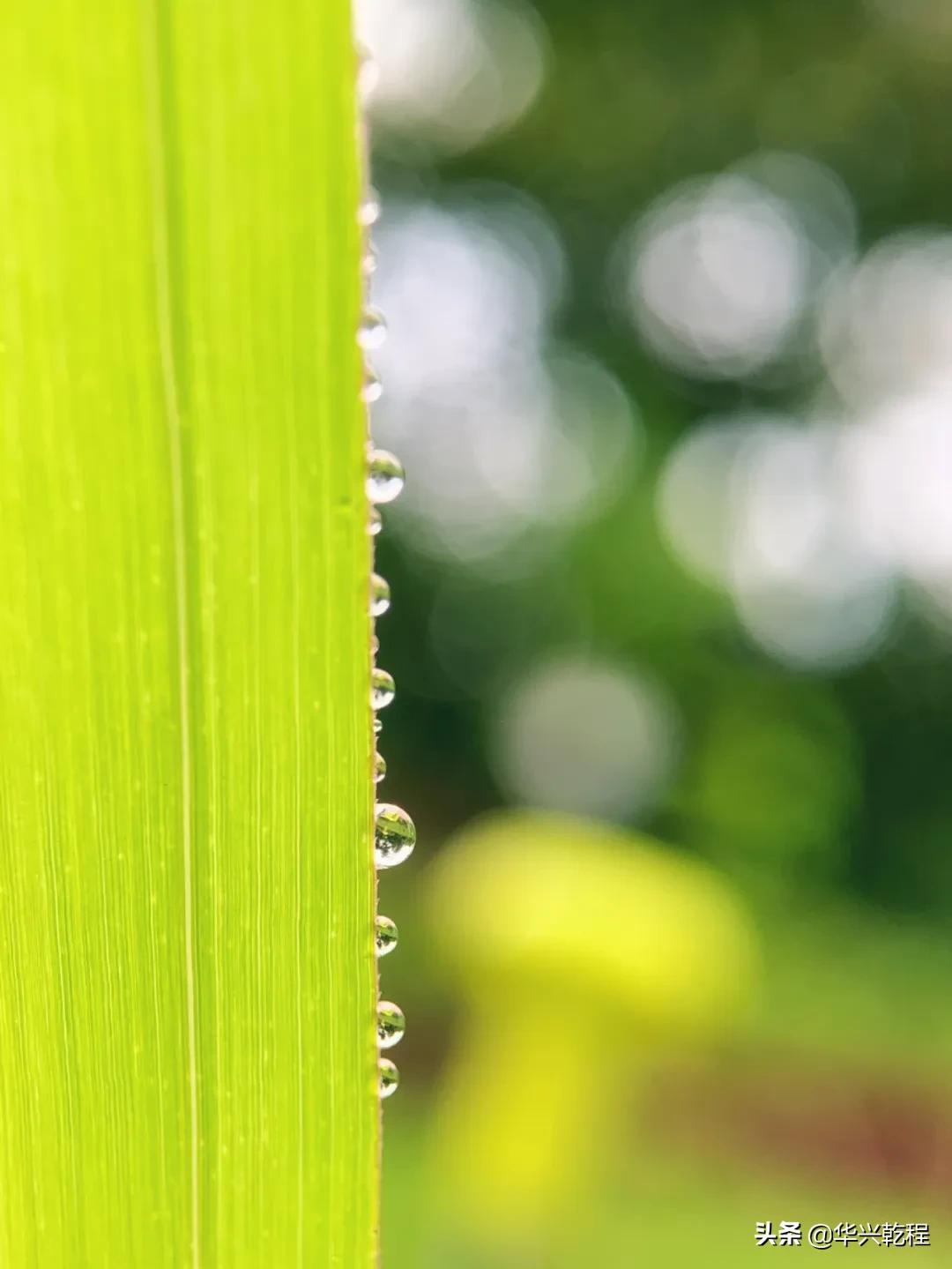 手机摄像头与相机镜头有什么区别,手机摄像头双镜头的作用