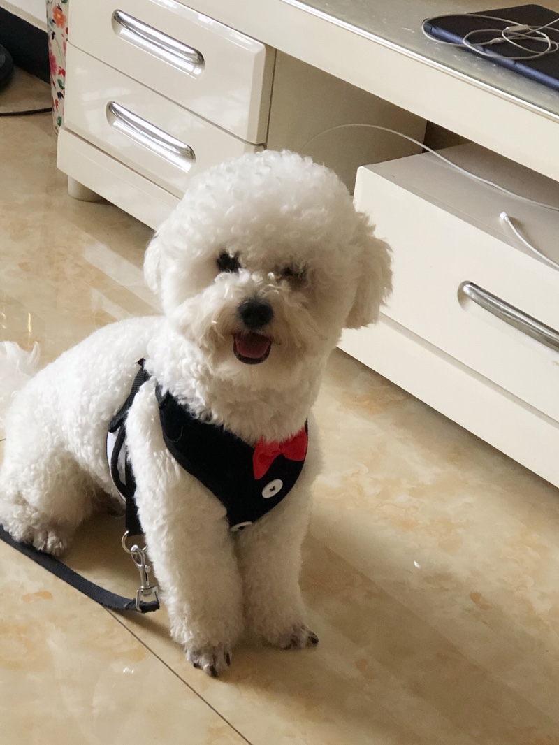 比熊去泪痕最好方法,快速去比熊泪痕有什么好办法