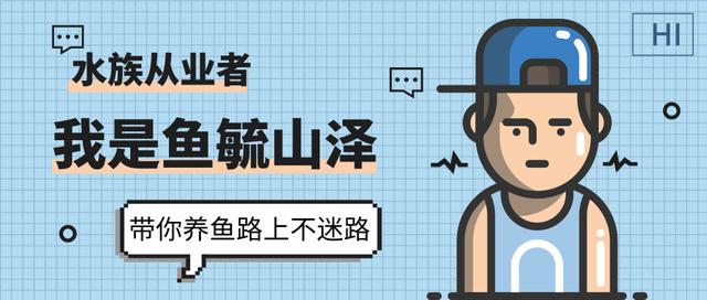 甜甜圈龟到底是什么龟种,养甜甜圈龟的正确方法