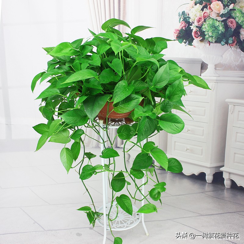 怎样才能把绿萝养得又绿又好,绿萝叶子绿怎么治