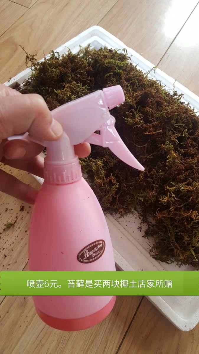 乌龟催眠大法,如何让乌龟有龟苗冬眠