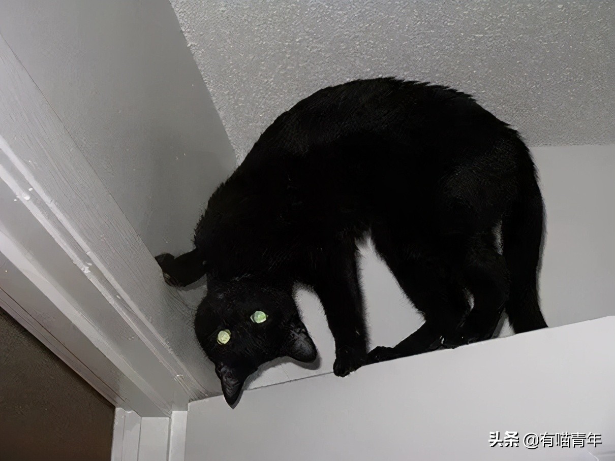 橘猫为什么是魔鬼,橘猫的恐怖之处