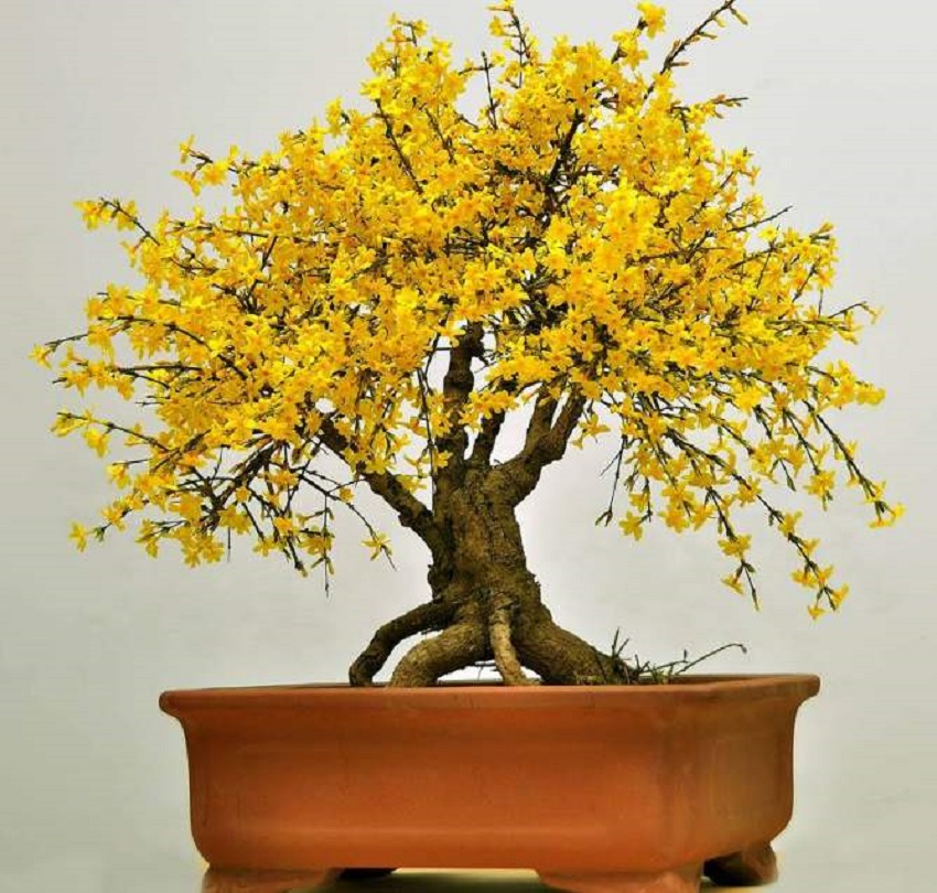 迎春花不养桩怎么修剪,迎春花怎么不开花