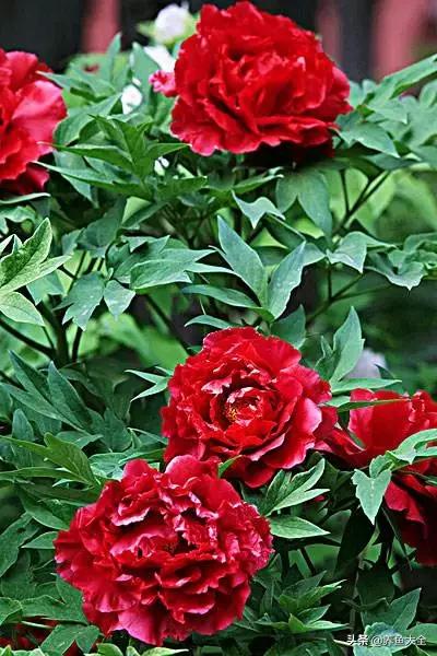 一至十二月的花期,12月到2月份的花期