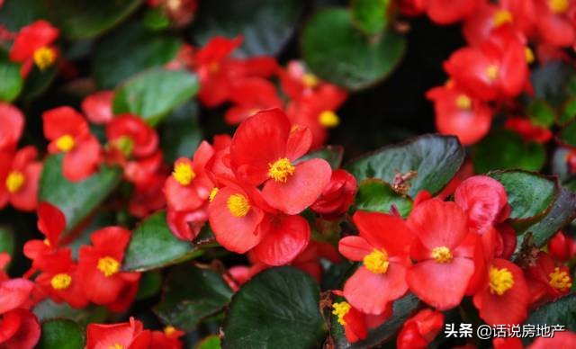 养好花六大关键十年养花经验总结,各种花卉养花技巧知识大全合集