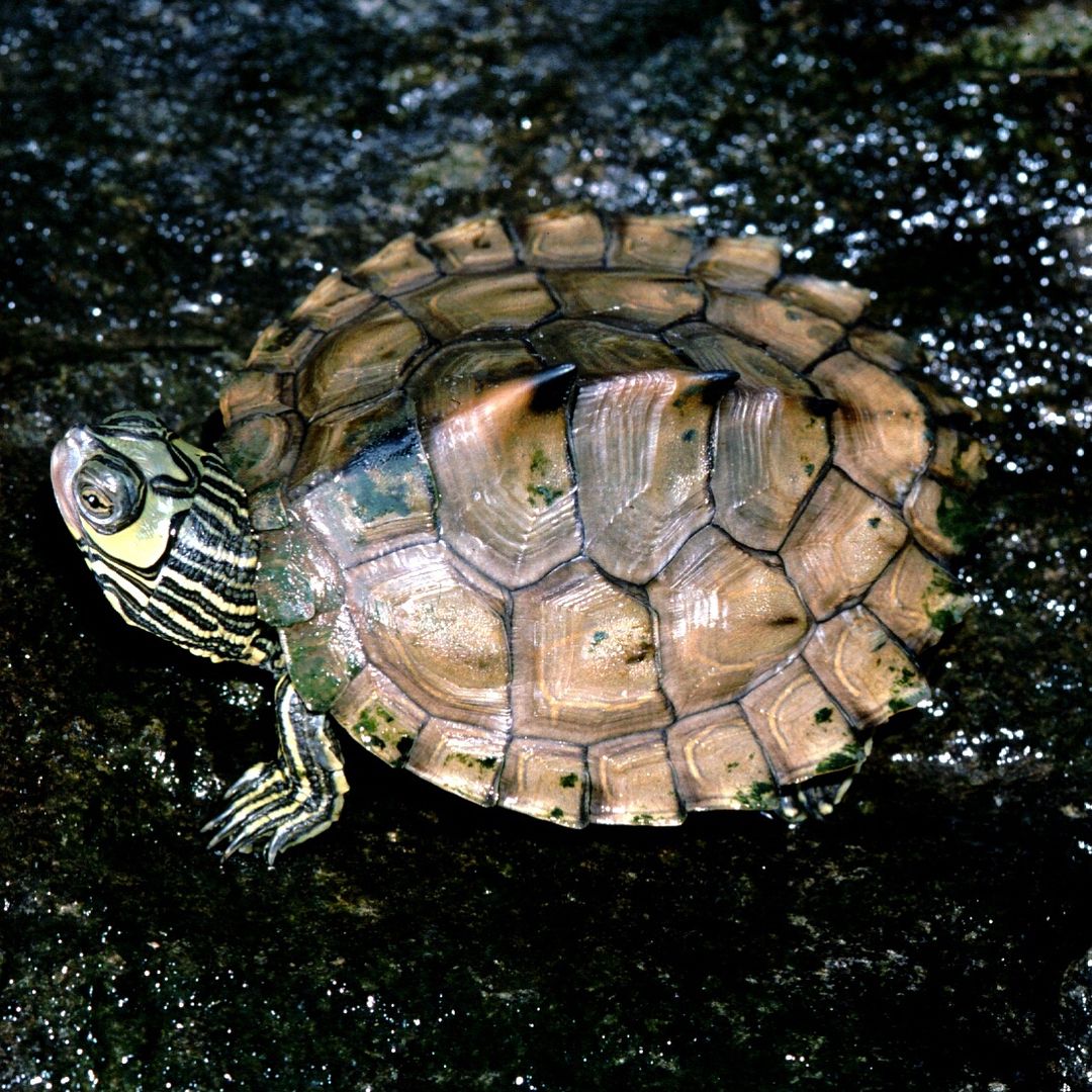 哈士奇地图龟怎么养,龟中的哈士奇地图龟