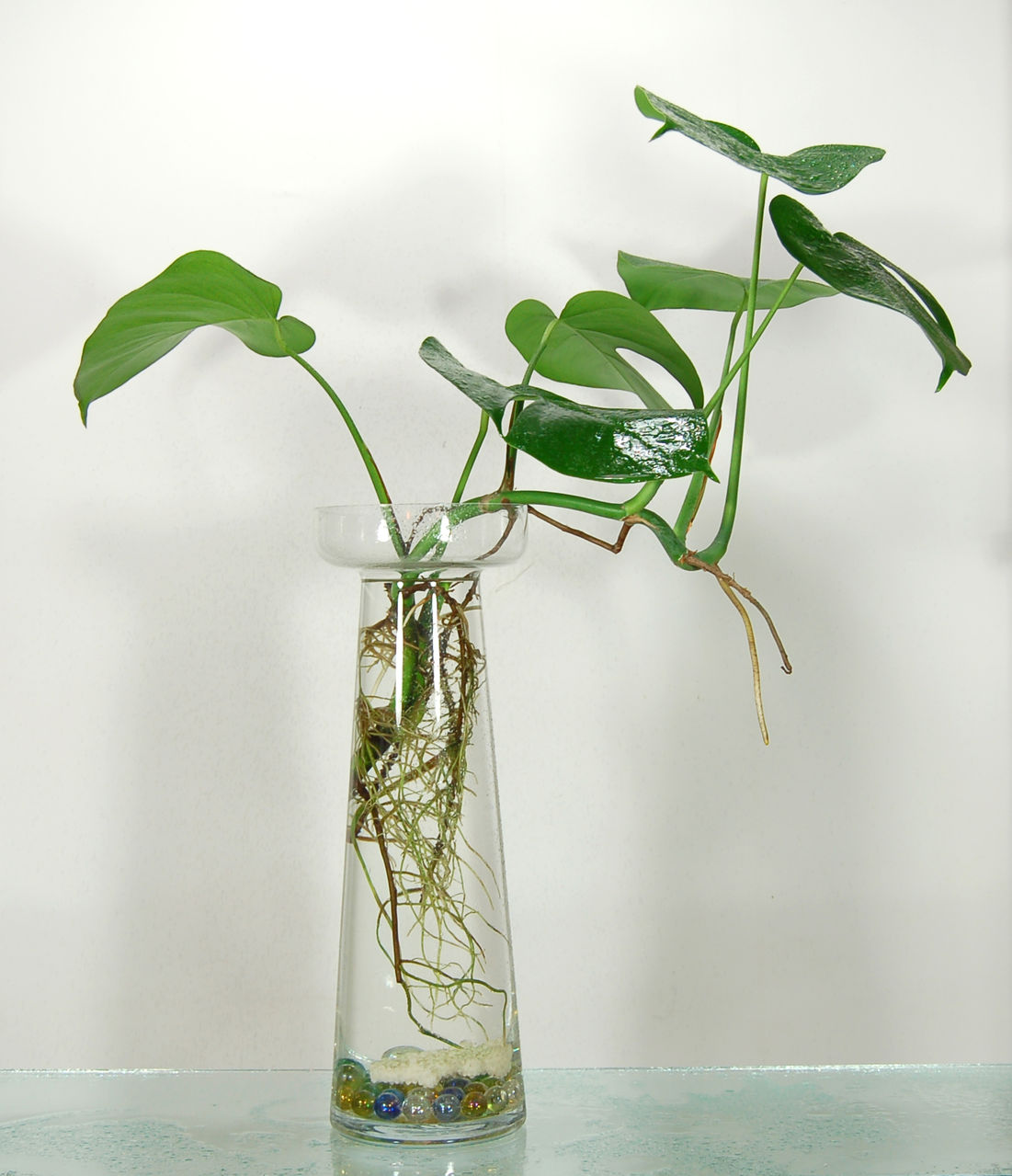 绿萝少了土也能活，来点水养成“窗帘”，放在阳台真养眼！