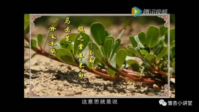 白发的克星是什么野菜,哪种野菜是白发克星