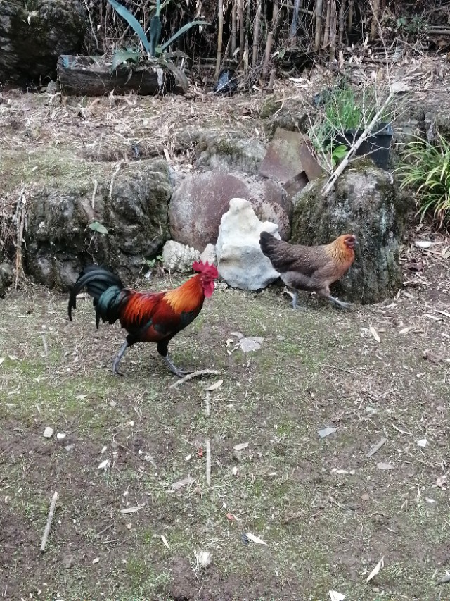 教你挑选土鸡,老鸡的办法
