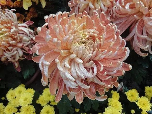 中国十大名花排行哪个是你的最爱,你知道中国十大名花是什么花吗