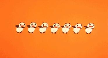 龙猫最久能活多久,龙猫30秒