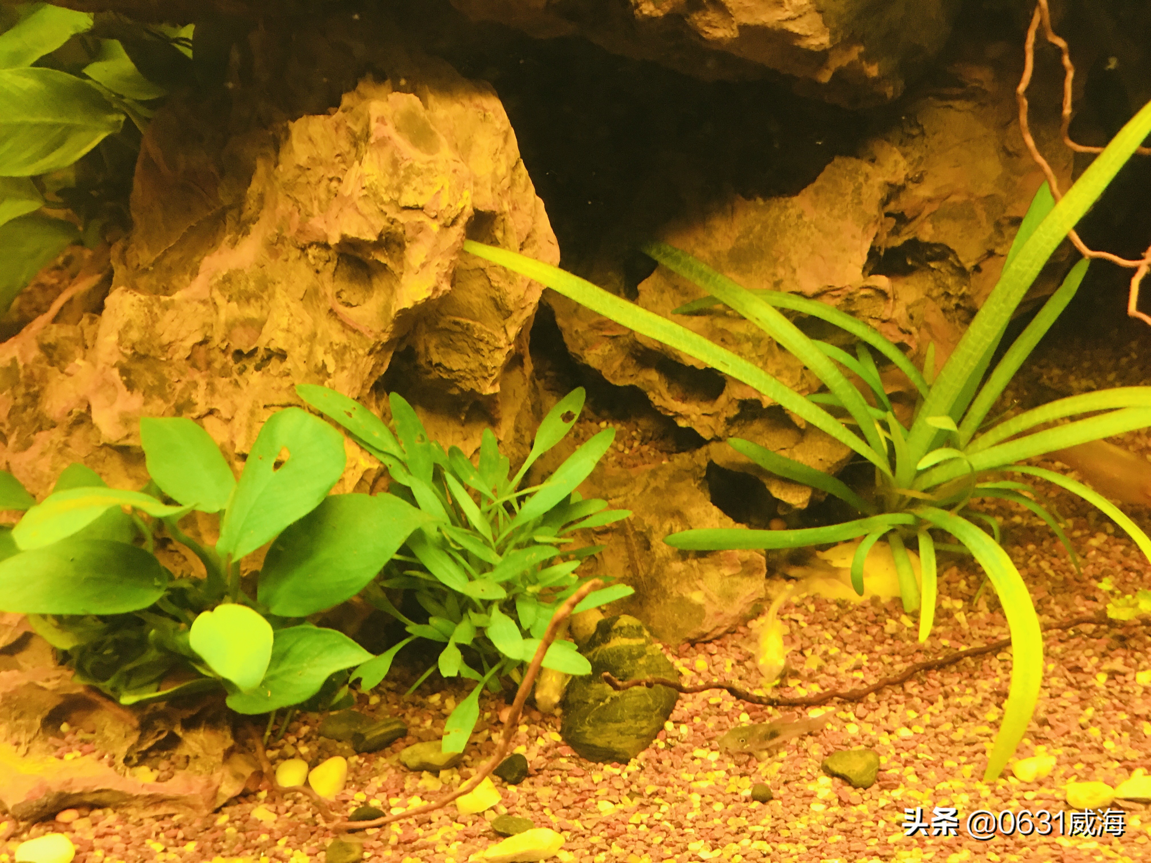 如何根据水面泡沫看水质,鱼缸有泡沫水质非常清