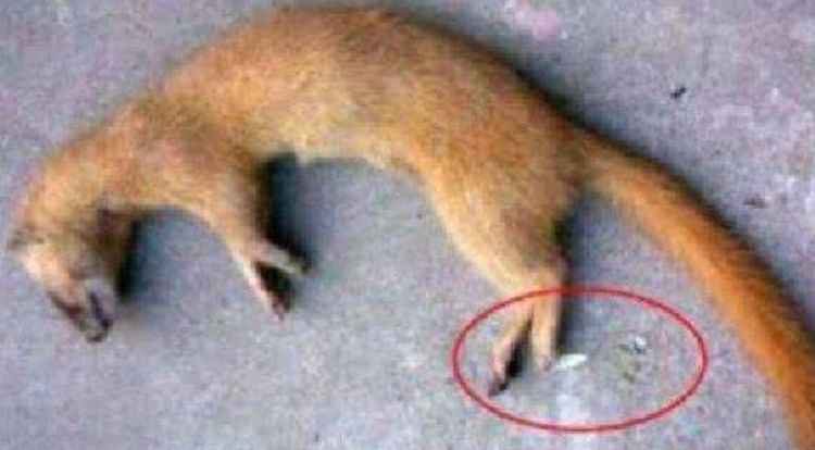 为什么迷信说不能杀黄鼠狼,为什么老人常说黄鼠狼杀不得