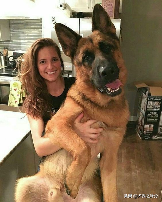 最厉害的护卫犬十大排名,世界上最好的护卫犬前10种