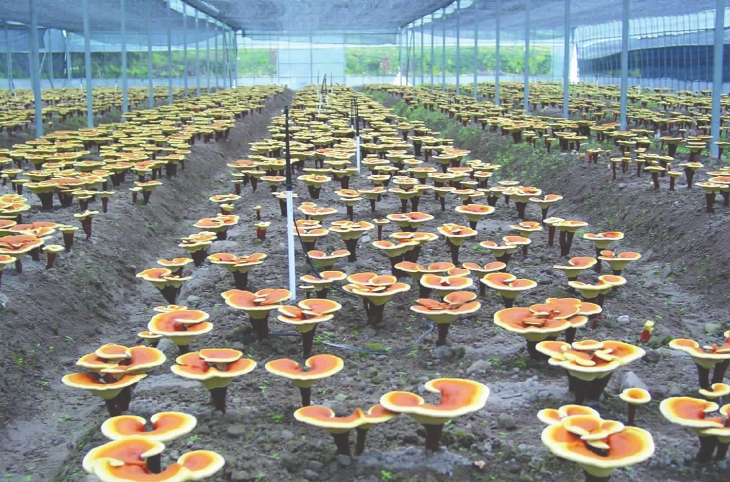 多少灵芝能出一斤孢子粉,灵芝孢子粉野生与种植比较