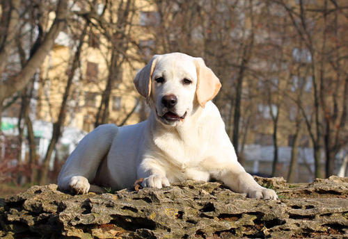 经济条件不好可以养金毛吗,如果经济不允许阿拉斯加犬吃什么