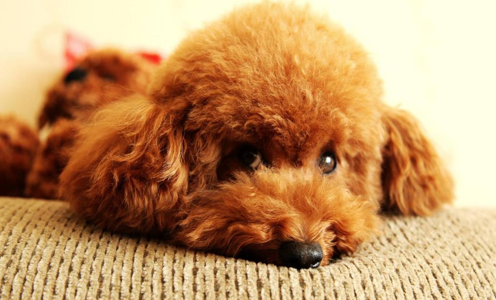 狗狗发情不用慌,这几点,铲屎官一定要做好