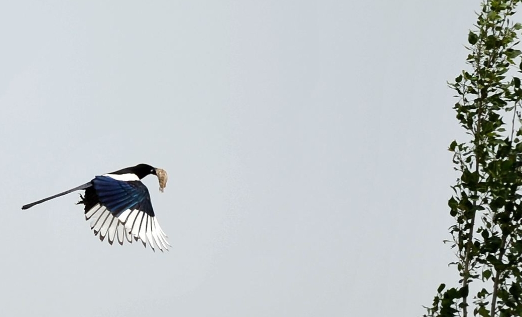 喜鹊吃麻雀幼鸟,喜鹊吃麻雀幼鸟吗