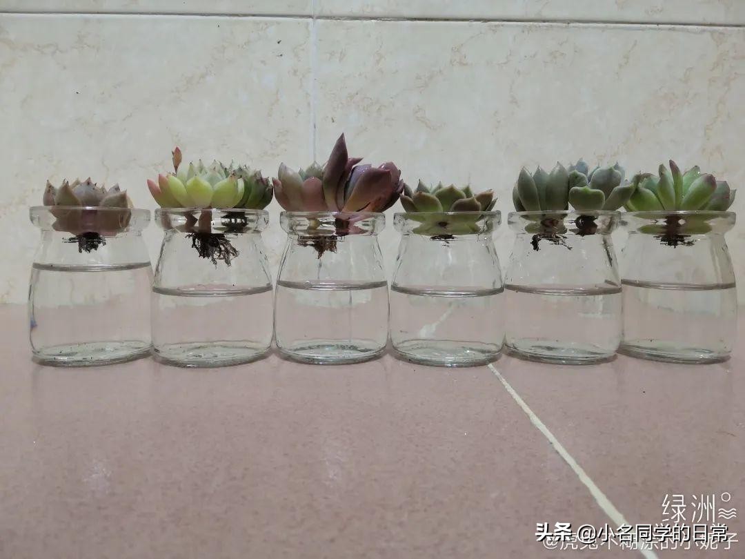 水里加点碳，根系壮得撑破盆，长出满盆萝卜根