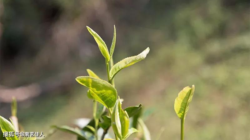 茶喝多了胃痛怎么快速缓解,喝茶胃疼适合喝什么茶