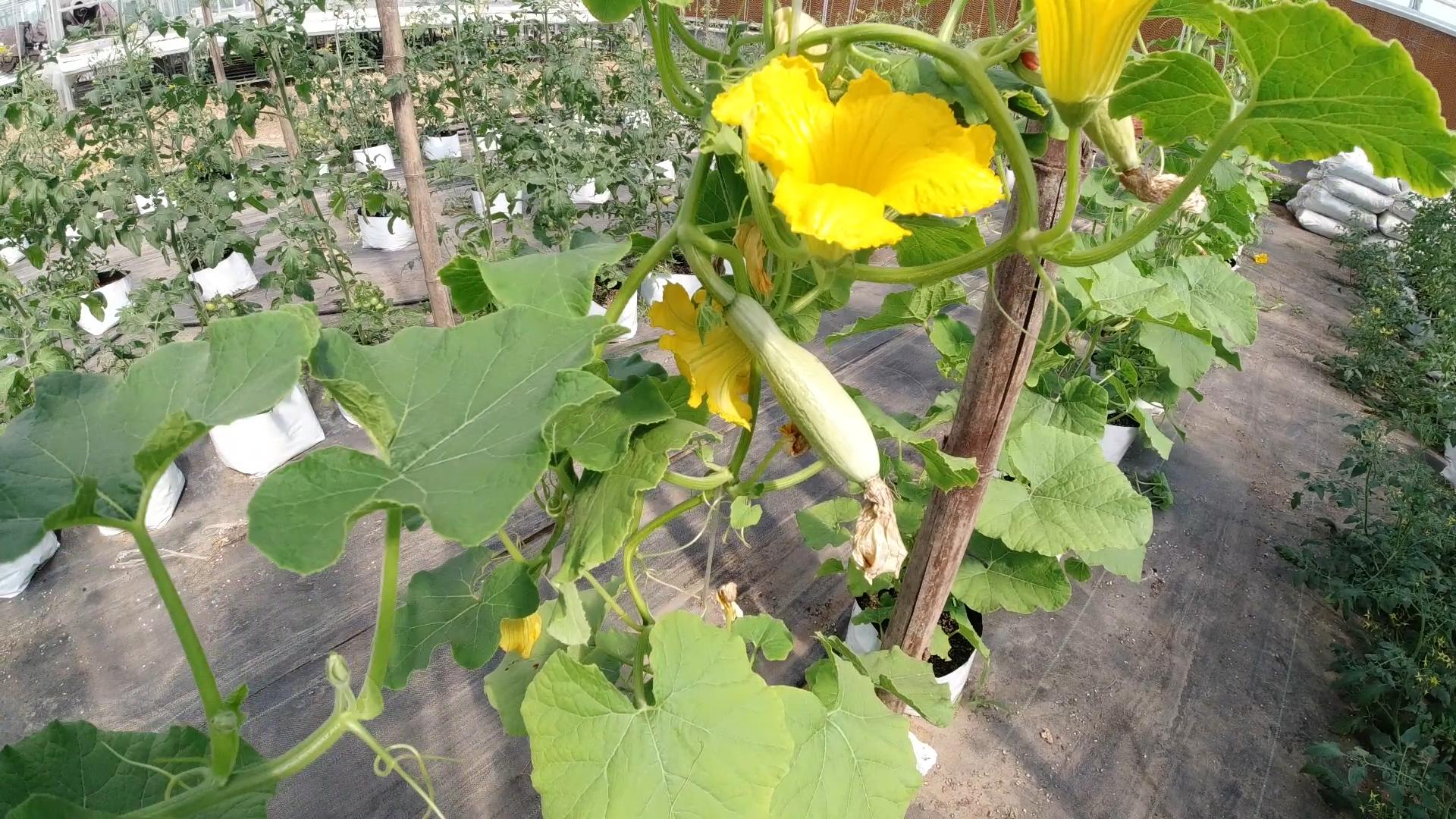 大面积种南瓜如何整枝打杈留瓜,地爬贝贝南瓜双蔓整枝怎么留瓜