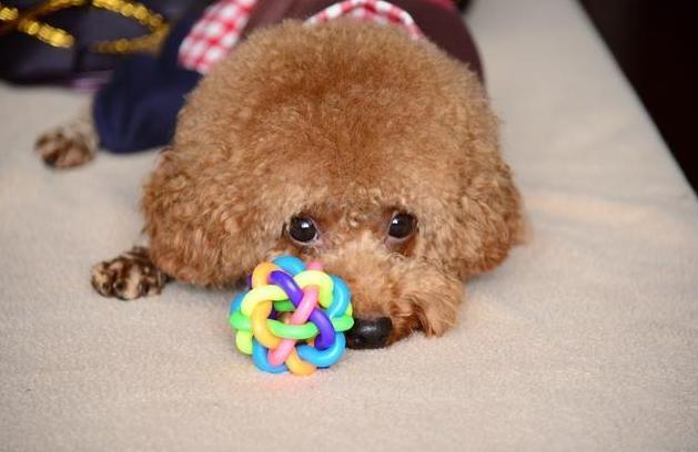 泰迪犬的十大坏处,养泰迪犬的好处和坏处