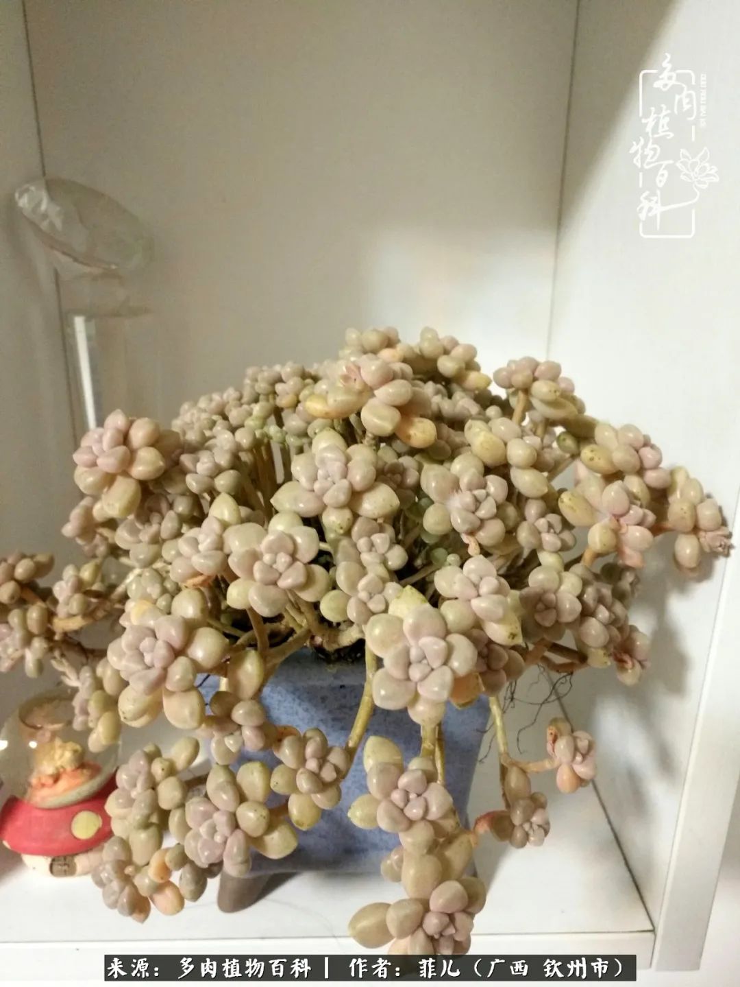 多肉相伴的感悟,与多肉为伴的时光真的很美好