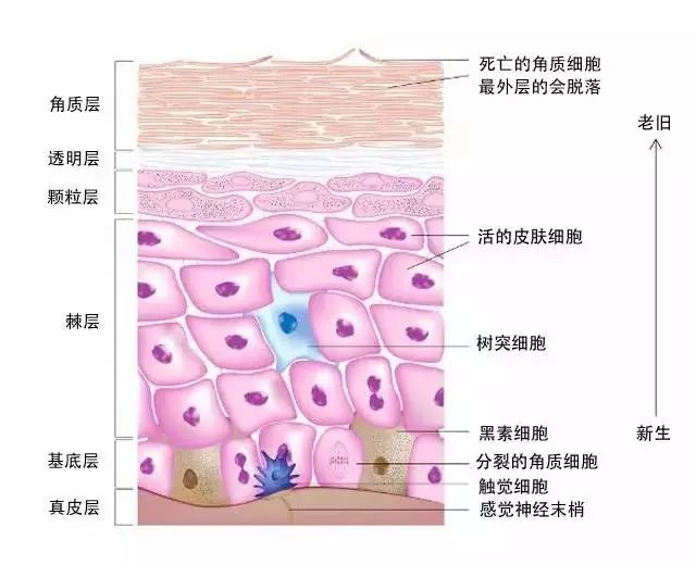 没有去角质产品怎么给皮肤去角质,频繁去角质会让你的肌肤变薄吗