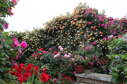 养花用阿司匹林浇花方法,啤酒加阿司匹林正确浇花使用方法