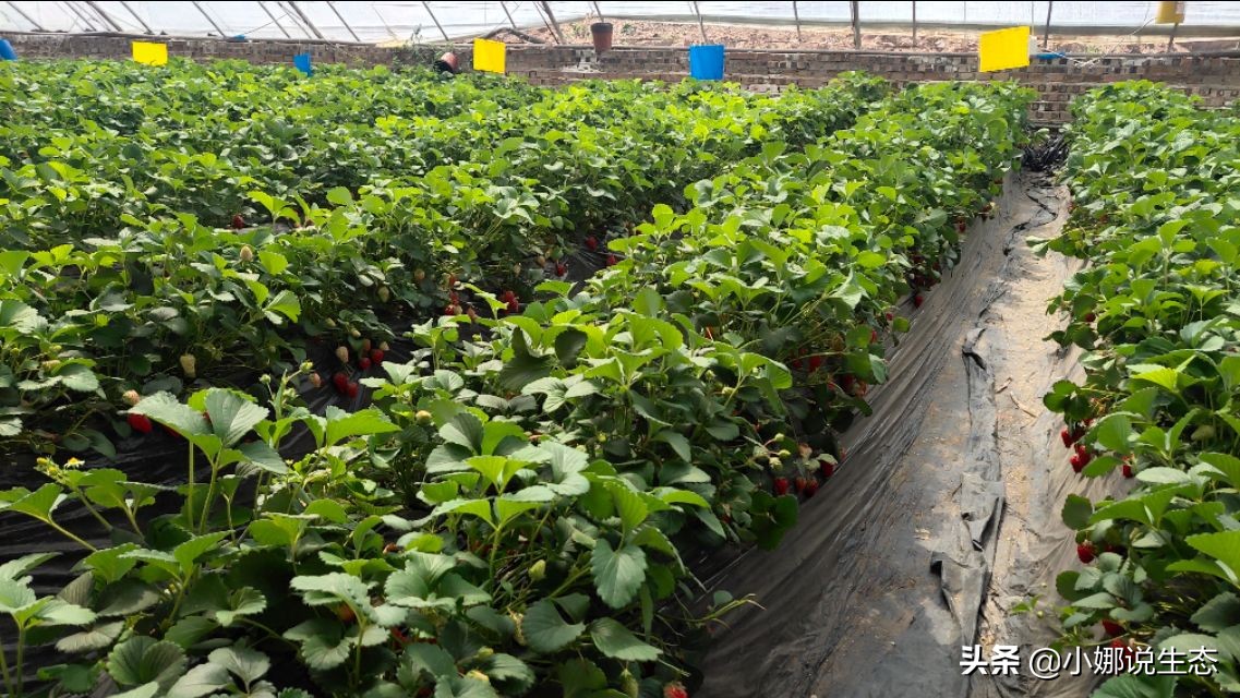 美如画的农场,美如画的生态园