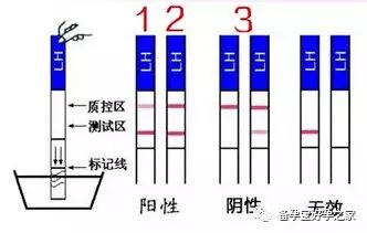 排卵监测没有强阳什么原因,排卵一直测不到强阳是没有排卵吗