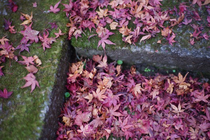 京都赏枫2022,京都赏枫必去景点有哪些好玩的