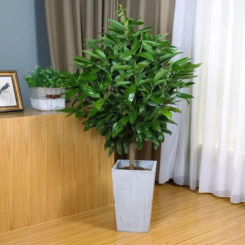 平安树冬季养护的正确方法,养平安树的小窍门