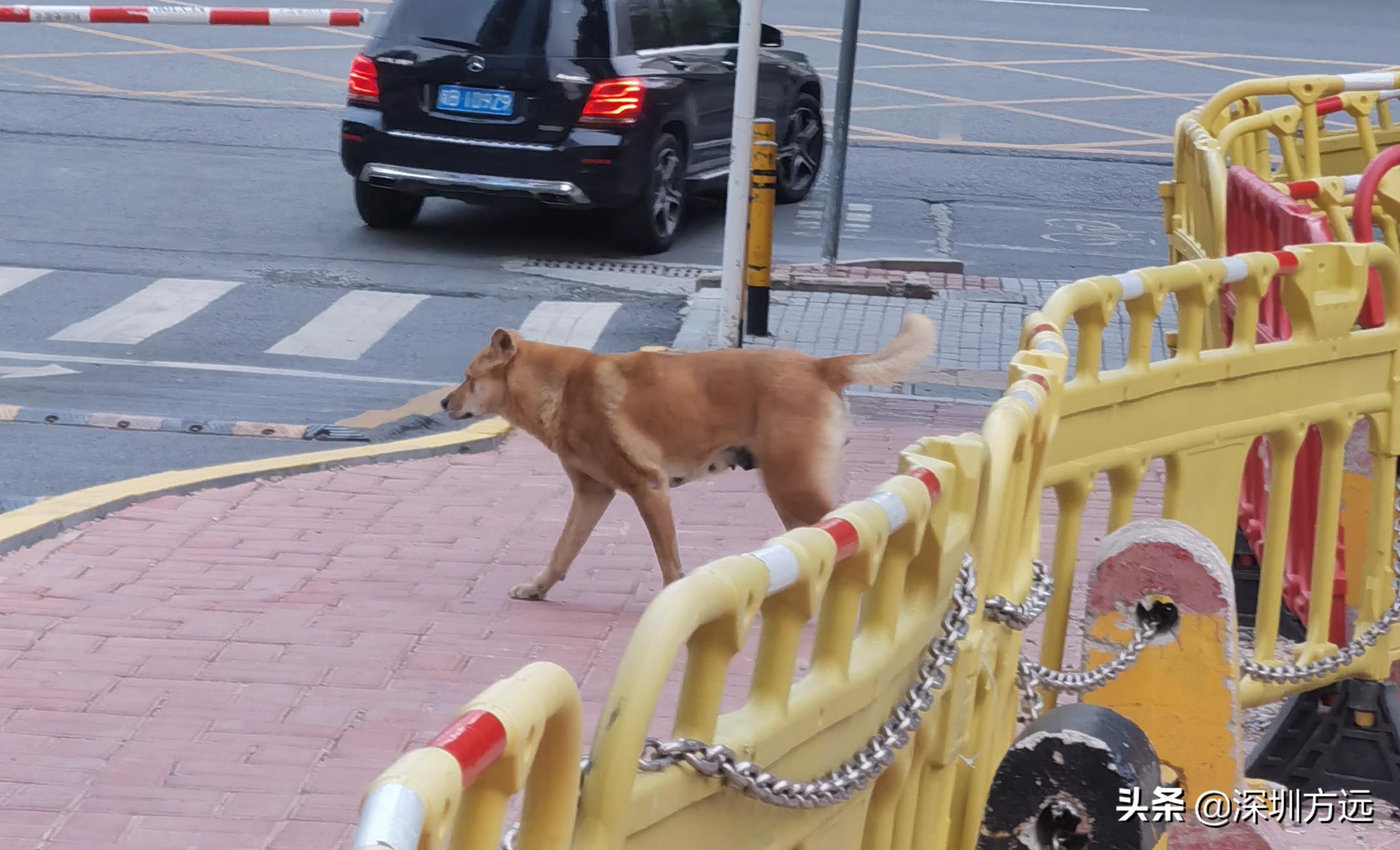 深圳爱狗人士,爱狗人士保护宠物评价